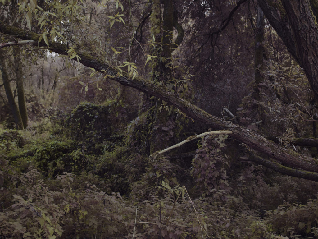 Intensive farming, large-scale soil sealing, global warming and flora and fauna exploitation, are causing a rapid loss of habitat. For his site-specific installation Claudius Schulze conflates two epoch-defining trends: the loss of biodiversity on the one hand and the creation of new life forms through artificial intelligence and bionics on the other.